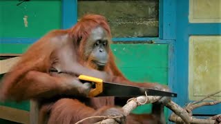 Incredible Orangutan Moments Part 1  Top 5s  BBC Earth [upl. by Eimmas327]