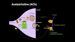 Acetylcholine ACh [upl. by Hamrah]