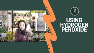 Using Hydrogen Peroxide in Plants  Organic Fungus Gnat Control [upl. by Hazel]