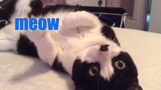 If Youre Happy And You Know It Say Meow  Cat Singing  That Pet Life [upl. by Eahsel282]