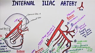 Internal Iliac Artery  Hypogastric Artery [upl. by Gatian]