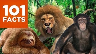 101 Facts About Animals [upl. by Ettelocin]