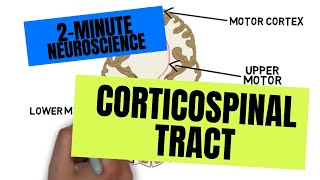 2Minute Neuroscience Corticospinal Tract [upl. by Llewellyn]