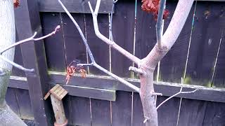 Japanese Maple Disease part 1 [upl. by Namrak]