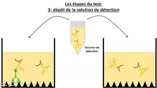 Le test immunologique ELISA [upl. by Aerdnahs]