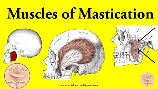 Muscles of Mastication made easy [upl. by Molton817]