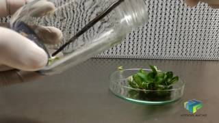 Orquídeas germinación propagación y producción in vitro de phalaenopsis spp [upl. by Maziar]