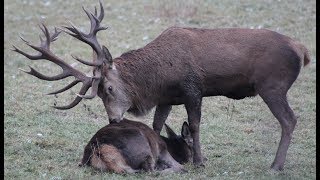 Riesiger 30Ender Hirsch Kaum zu glauben was hier vor sich geht [upl. by Yk606]