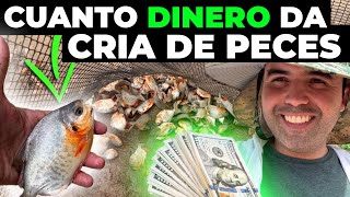 LUCRO CON LA CRIA DE PECES  Como Criar Pacú y Tilapia Para Generar Dinero [upl. by Anagnos]