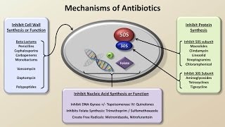 Mechanisms and Classification of Antibiotics Antibiotics  Lecture 3 [upl. by Dorsy]