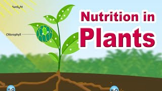 Nutrition in plants  Autotrophic Nutrition  Photosynthesis  Home Revise [upl. by Aicirtak]