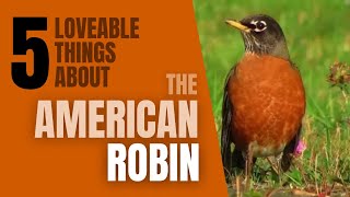 5 Lovable things About the American Robin [upl. by Amlez]