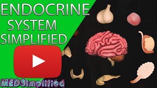 Human Endocrine System Made simple Endocrinology Overview [upl. by Michelsen]