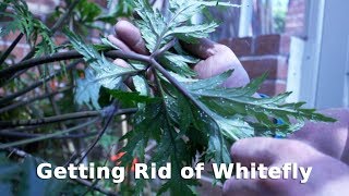 Get Gardening Getting Rid of Whitefly [upl. by Edmead821]