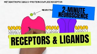 2Minute Neuroscience Receptors amp Ligands [upl. by Lonergan884]