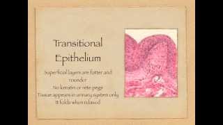 Epithelial Tissue [upl. by Brigid464]