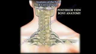 Anatomy Of The Neck amp Cervical Spine  Everything You Need To Know  Dr Nabil Ebraheim [upl. by Gunthar]