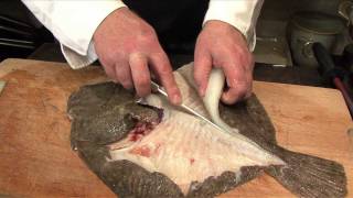 Pighvar filetering  Filleting the turbot [upl. by Esinaj602]