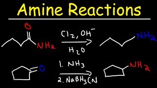 Amine Synthesis Reactions [upl. by Drida]