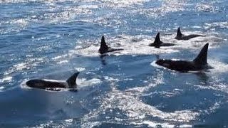 Orcas in Active Pass Galiano Island BC  Canada wow [upl. by Davide341]