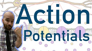 Action Potentials  Animated Explained Graphed [upl. by Ledoux]