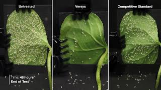 Versys® Insecticide – Adult Whitefly Time Lapse [upl. by Notnek]