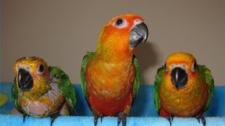 Baby Jenday Conures [upl. by Koh]