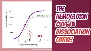 Hemoglobin Function and the Hemoglobin Oxygen dissociation curve [upl. by Mannie]