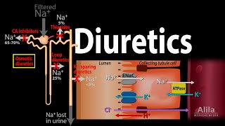 Diuretics  Mechanism of Action of Different Classes of Diuretics Animation [upl. by Grey]