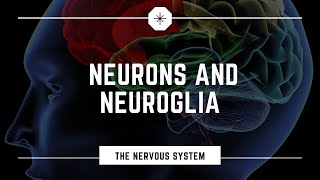 Neurons and Neuroglia [upl. by Akeme]