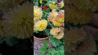 beautiful guldaudi flower plants  gardening Sushmascreativeworld [upl. by Enaols211]