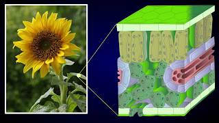 Anatomy of Dicot Leaf  Sunflower Leaf [upl. by Sulihpoeht]