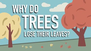 Why Do Trees Lose their Leaves [upl. by Airdnalahs]