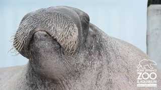 ET the Walrus practices his vocalizations at Point Defiance Zoo amp Aquarium [upl. by Atena]