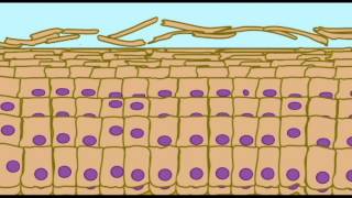 AP1 SKIN KERATINIZATION IN EPIDERMIS [upl. by Emlyn]