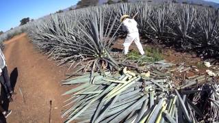 A Jimador Harvests Blue Weber Agave [upl. by Alyse200]