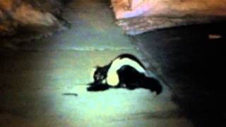 Skunks fighting or mating loudly [upl. by Wilkens]