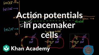 Action potentials in pacemaker cells  Circulatory system physiology  NCLEXRN  Khan Academy [upl. by Airbmat]