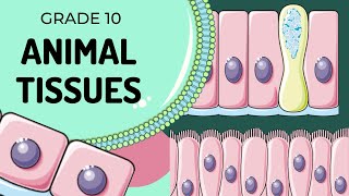 Animal Tissues [upl. by Suivart]