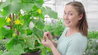 How to HandPollinate for More Cucumbers [upl. by Betz]