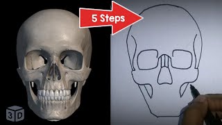 Drawing Skull Made Simple 5 Steps  ANTERIOR VIEW OF SKULL [upl. by Soiritos]