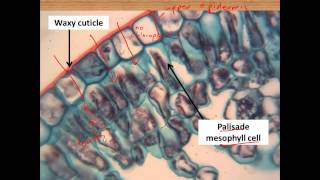 Leaf structure and photosynthesis for IGCSE Biology [upl. by Yddor]