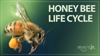 The Life Cycle of a Honey Bee [upl. by Annoled]