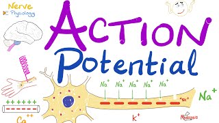 Action Potential  Most COMPREHENSIVE Explanation  Nerve Physiology [upl. by Able]