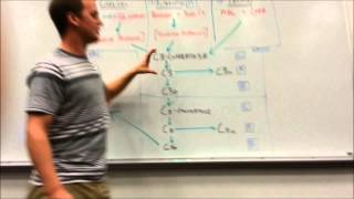 Complement Cascade Pathway [upl. by Bazar795]