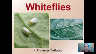 Whiteflies [upl. by Zadack382]