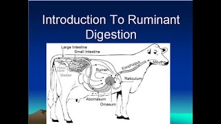 Digestive System of Ruminant Animals [upl. by Aridan]