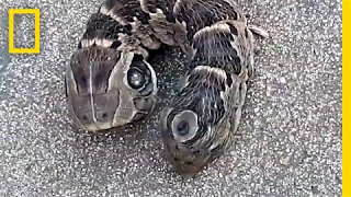 A Stubby TwoHeaded Snake Guess Again  National Geographic [upl. by Aicatsan666]