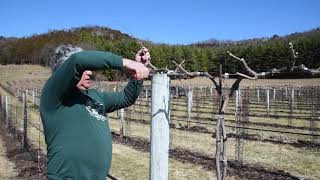 Pruning Grapevines in Wisconsin for Cold Climate  14 Year Old Vines 20 Year Old Vines amp Concord [upl. by Berlyn]