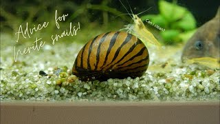 Advice for taking Care of your Nerite Snails [upl. by Ettelra]